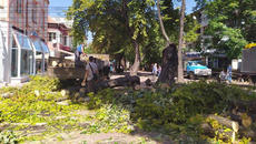 Инцидент с паднало дърво в Кюстендил! Говори майката на спасеното дете - Videoclip.bg