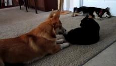 Има ли такива котки! Черно Коте Никак не се плаши от Кучето (ВИДЕО) - Videoclip.bg