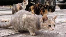 Защо убихте котето! Симптомът - Жестокост и Насилие над животни - пенсионери, убили брутално котка - Videoclip.bg