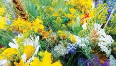 Празнуваме Еньовден 24.6.2020 г. Еньовден е – празник на лечебните билки. - Videoclip.bg