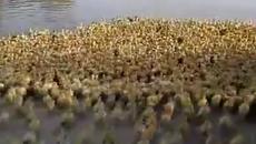 Вижте ги колко са милички! 5 000 патенца тичат в реката за плуване (видео) - Videoclip.bg