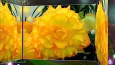 Цветы и Японский саксофон. - Videoclip.bg