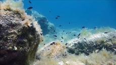 Магичен подводен свят ~ Μαγικός υποβρύχιος κόσμος ~ - Videoclip.bg