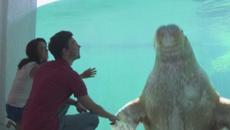 Необикновенно преживяване! Зоокът в Белгия предлага нощувка с моржове - Videoclip.bg