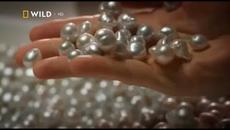 Тайният Живот На Перлите: Nat Geo Wild - Бг Аудио 2020 - Videoclip.bg