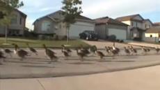 Патици закъснели за училище бързат за физзарядка - Videoclip.bg - Videoclip.bg