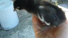 Моето сладко пиленце лети - Това е Пипчо -Мил като бебе 2013 г- Videoclip.bg - Videoclip.bg