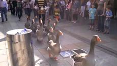 Гъски маршируват под строй музикален марш в Амстердам! Не сте виждали такова видео! - Videoclip.bg - Videoclip.bg