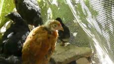 Аз съм малко черно пиленце - Videoclip.bg 2013 г./2020 - Videoclip.bg