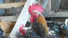 Миличките ми Петленца се надкукуригат - Videoclip.bg 2013/2020 Г.в Равда - Videoclip.bg