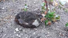 Моето пъдпъдъче-другарче в Равда с мен 2020 г. - Videoclip.bg