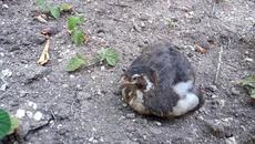 Моето пъдпъдъче-другарче в Равда с мен 2020 г. - Videoclip.bg