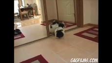 Животни пред огледало (ВИДЕО) - Videoclip.bg