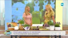 Фармацевтът Альона Гъркова: Естествена защита от насекоми през лятото - „На кафе” (03.07.2020) - Videoclip.bg