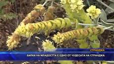 Къде е билката на младостта - Кримски чай от България! - Videoclip.bg