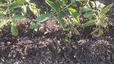 Оранжерия и градина през юни 2 част - Videoclip.bg