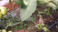 Домати в оранжерия преди узряване - Videoclip.bg