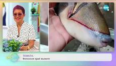 Темата: За любителите на кемпери и не само - „На кафе” (16.07.2020) - Videoclip.bg