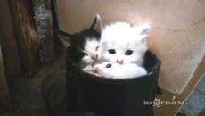 Котенцата сладко дремят... в обувка (ВИДЕО) - Videoclip.bg