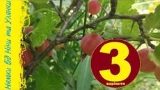 Рецепти смачного аґрусу || Нямки від Ніни та Улянки - Videoclip.bg