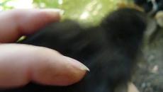 Черничко сладко пиленце излита смело до баткото пиле - Videoclip.bg - Videoclip.bg