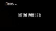 Кокаинови Войни: Мулета - National Geographic HD - Бг Аудио 2020 - Videoclip.bg