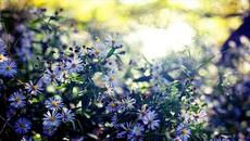 Малко красота в музика - Videoclip.bg