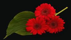 ✿ ГЕРБЕРИ ... (James Last and his Orchestra) ✿ - Videoclip.bg