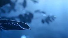 Красотата е вечност ~ Магична нощ ~ Sulton Ali Rahmatov - Videoclip.bg