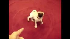 Животни - Артисти - Правят се че умират (видео) - Videoclip.bg