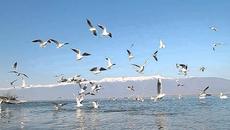 Слънчев бряг ~ Гларуси и чайки над морето - Videoclip.bg