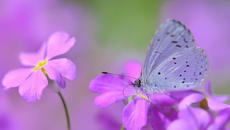 Искам да знам какво е любовта (Превод) ღ ~ Foreigner ღ I Want To Know What Love Is - Videoclip.bg