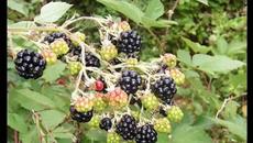 БРАЛА МОМА КЪПИНИ - Videoclip.bg