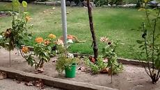 Тони и Мишо - Videoclip.bg