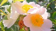 КРАСИВА О ТИ СИ ТОЛКОВА КРАСИВА ZAZ - Belle (film 'Belle et Sébastien') - Videoclip.bg