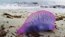 Камен Тодоров – „Любовта всякога остава“ (поезия) - Videoclip.bg