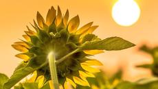 Диво цвете  -  Wild Flower ~ George Baker - Videoclip.bg