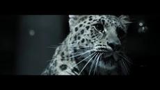 Luxury Brand Cinema Ad - L'Odyssée De Cartier - Videoclip.bg