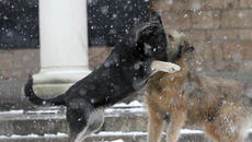 Насилие над невинно животно днес!!!Скандален случай - Задържаха мъж, нападнал с нож куче в София - Videoclip.bg