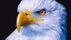 Claude Ciari - El Condor Pasa (ROMANTIC  GUITAR MUSIC) - Videoclip.bg