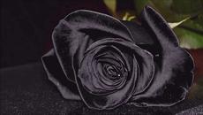 Rose and Black - The Cloud Music Ensemble - Videoclip.bg