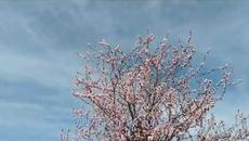 Да бъде волята Твоя - Videoclip.bg