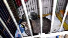 Ани е във влака с мен и всички я снимаха (видео) - Videoclip.bg