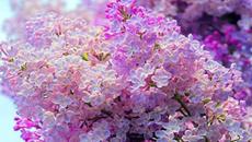 Честит Рожден Ден Мамо!Много те обичам - Пожелавам ти здраве и дълъг живот - Videoclip.bg