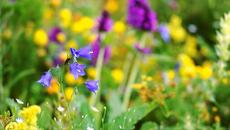 Lilian   -    У Врат Рая - Videoclip.bg