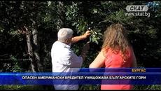 Опасен вредител унищожава горите ни - Videoclip.bg