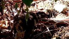 Миличкото ми пъдпъдъче - момиченце в двора в Равда - Videoclip.bg