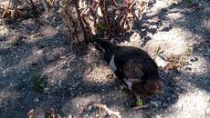 Вижте моето пъдпъдъче Ани как си кълве из двора - Videoclip.bg