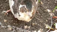 Пъдпъдъчето ми притичва като Нинджа докато го снимам ... - Videoclip.bg