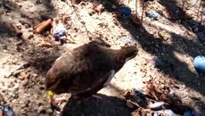 Тук е Аничка моят пъдпъдък и скача да ме атакува...защото се изплаши - Videoclip.bg